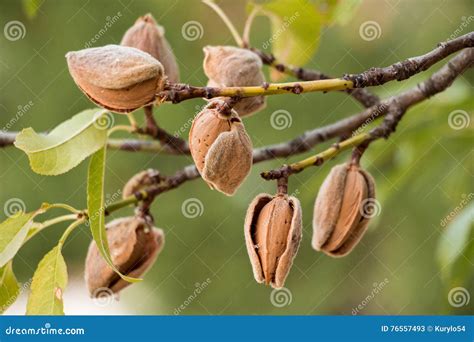 Almonds On